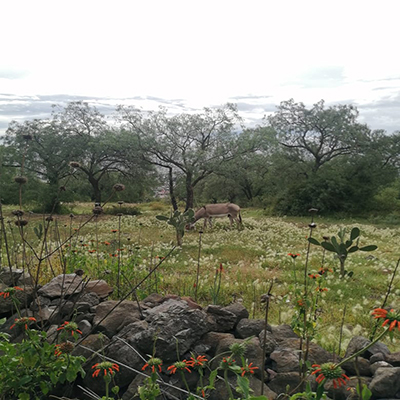 Burrito + Casita Blanca + Fiesta&nbsp;Pagana