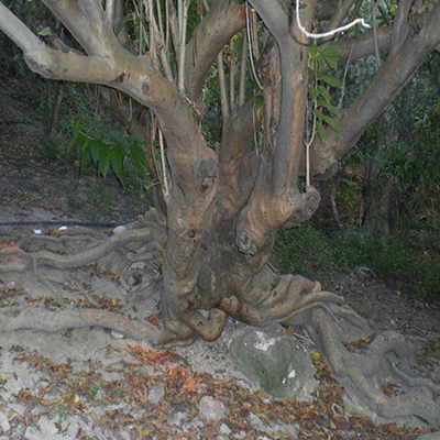 Prodigios del Cerro&nbsp;Guerrero