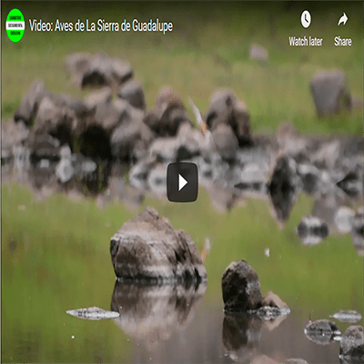 Aves de la Sierra de&nbsp;Guadalupe